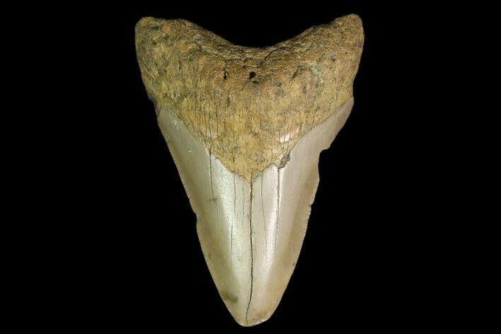 Fossil Megalodon Tooth - North Carolina #130075